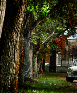 Morris Mini